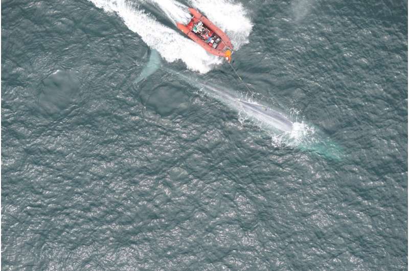 Researchers report first recording of a blue whale's heart rate