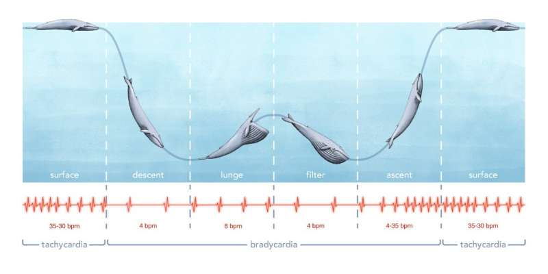 Researchers report first recording of a blue whale's heart rate