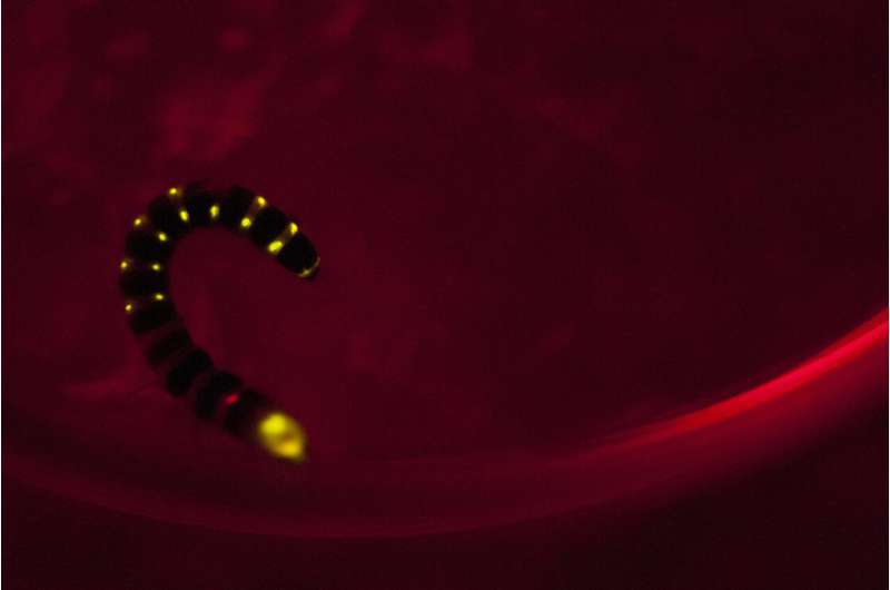 Researchers show how railroad worms produce red light