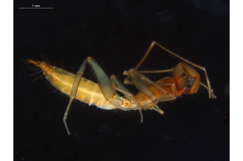 56 new species of arachnids found in Western Australia