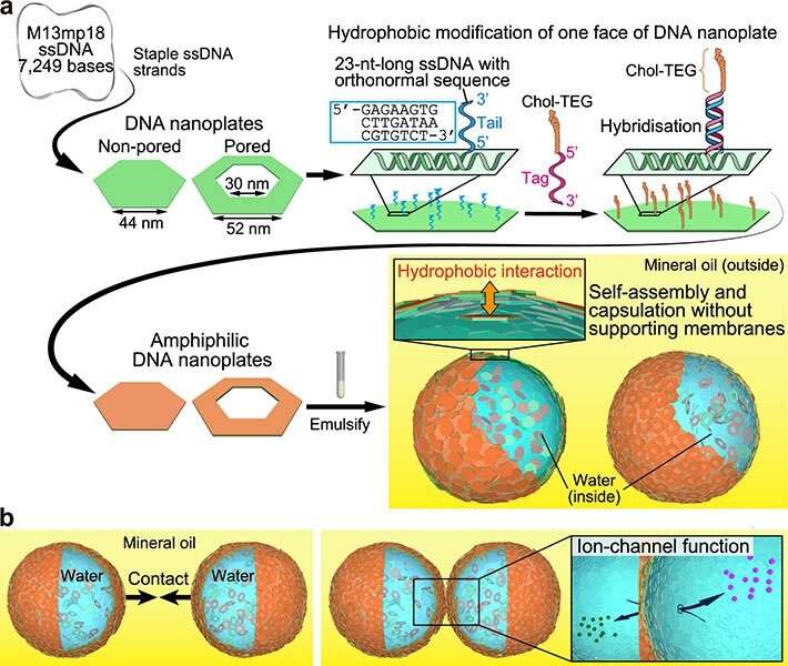 Scientists develop DNA microcapsules with built-in ion channels