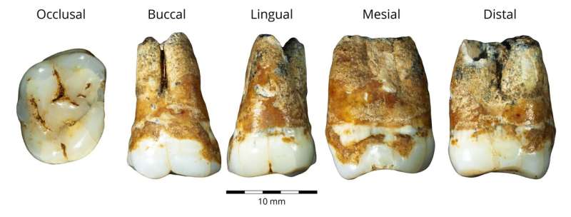 Study reveals that humans migrated from Europe to the Levant 40,000 years ago