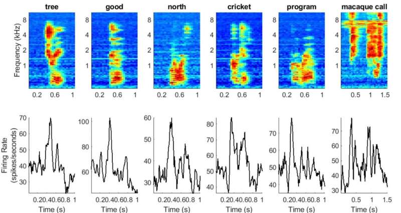 Researchers reconstruct spoken words as processed in nonhuman primate brains