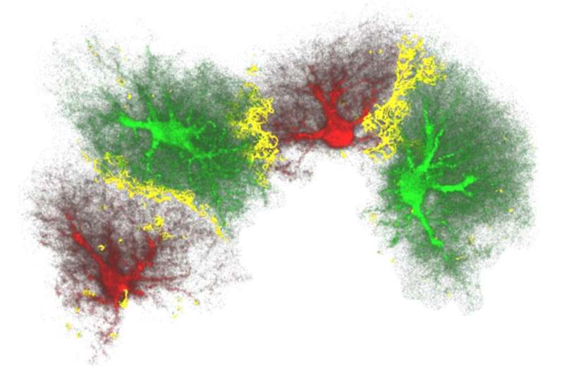 New insight into the generation of new neurons in the adult brain