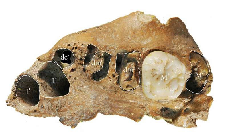 An ancient relative of humans shows a surprisingly modern trait