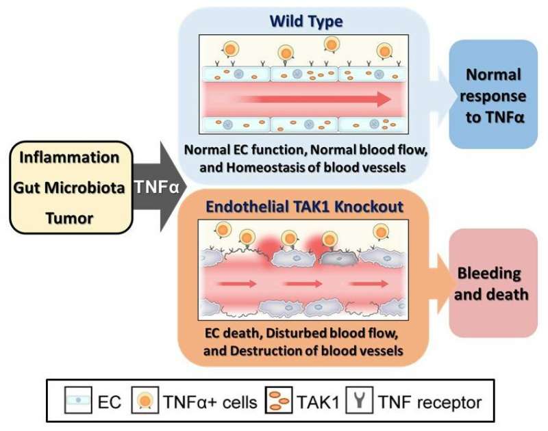 Resist! TAK1 enables endothelial cells to avoid apoptosis