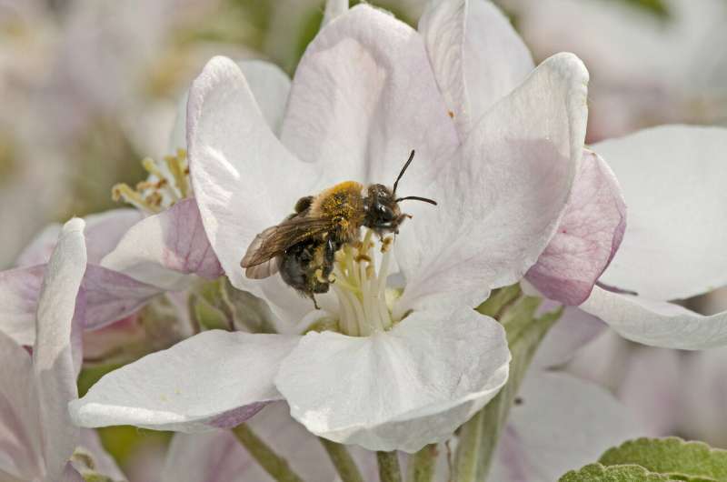 Orchards in natural habitats draw bee diversity, improve apple production