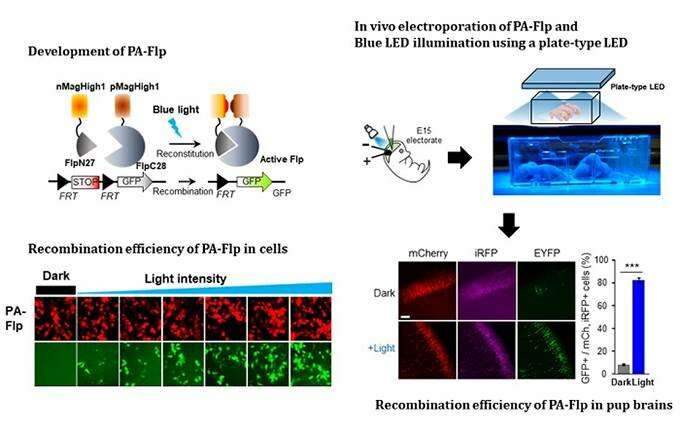 Noninvasive Light-Sensitive Recombinase for Deep Brain Genetic Manipulation