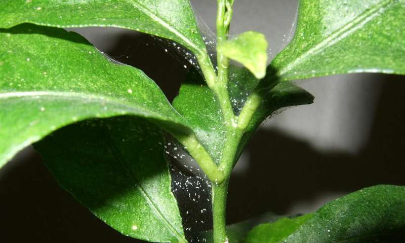 The evolution of lethal fighting in a spider mite