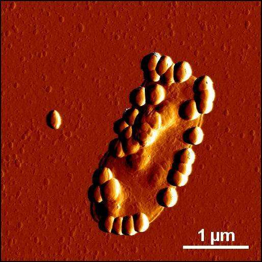 Dietary nanoparticulates impact gut microbiome
