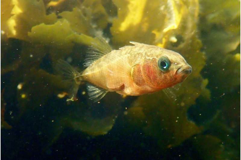A small fish provides insight into the genetic basis of evolution