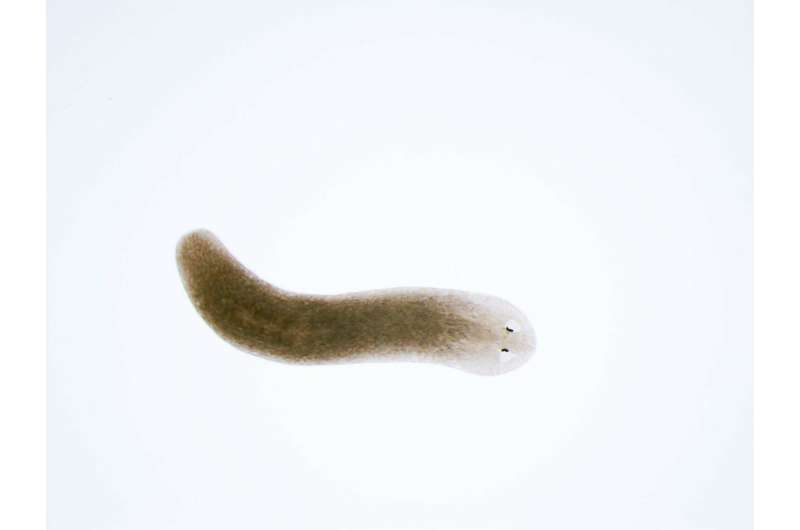 **Flatworms found to regenerate faster or slower when exposed to weak magnetic field