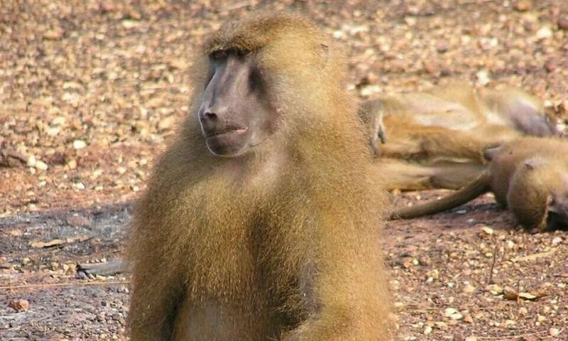 Genome sequencing of baboon species provides new understanding of evolutionary diversification
