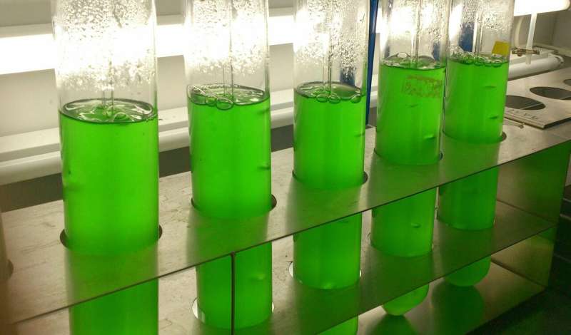 Unusual sugar from cyanobacteria acts as natural herbicide