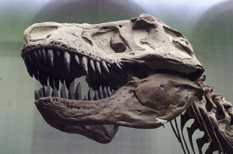 T. rex possessed a unique flexible skull