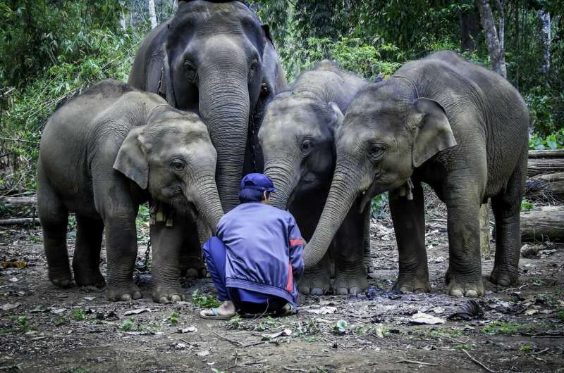 Modern mahouts taking care of elephants in Myanmar are younger and less experienced