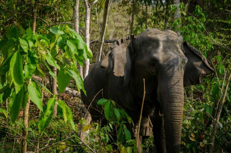Modern mahouts taking care of elephants in Myanmar are younger and less experienced