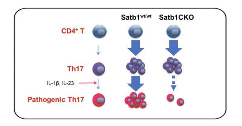 Regulating the MS-causing properties of Th17 cells