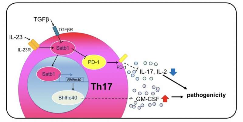 Regulating the MS-causing properties of Th17 cells