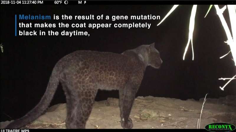 Elusive 'black panther' alive and well in Kenya, study shows