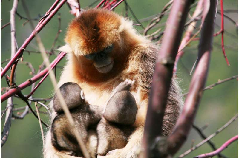 Female golden snub-nosed monkeys share nursing of young