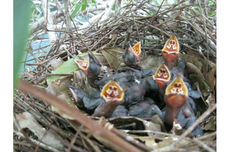 Put eggs all in one basket, or spread them around? Birds know best