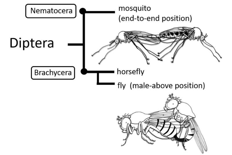 Evolutionary rotation of fly genitalia tied to mating success