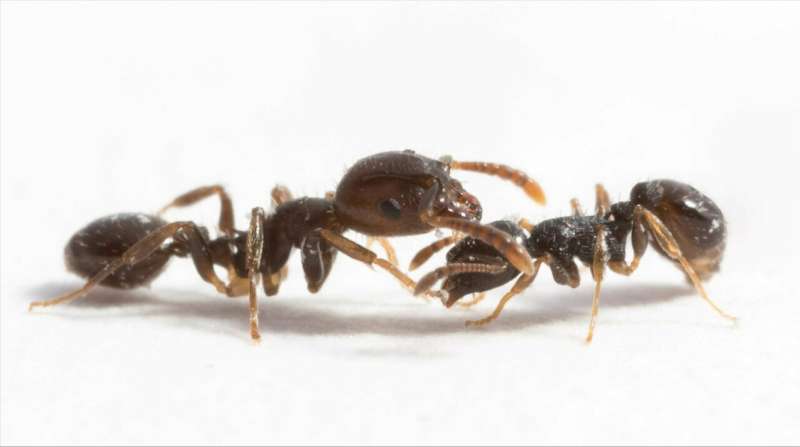 Gene activity in defenders depends on invading slavemaking ants