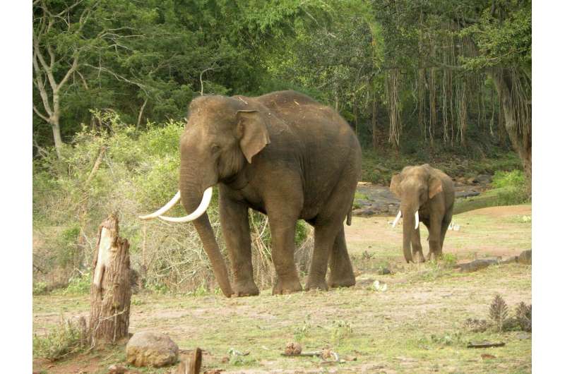 Asian elephants may lose up to 42 percent of suitable habitats in India and Nepal by 2070