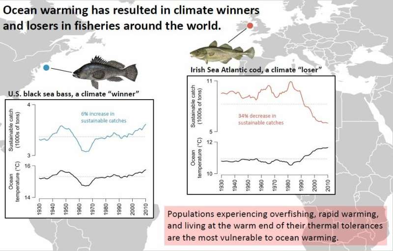 Climate change shrinks many fisheries globally, study finds