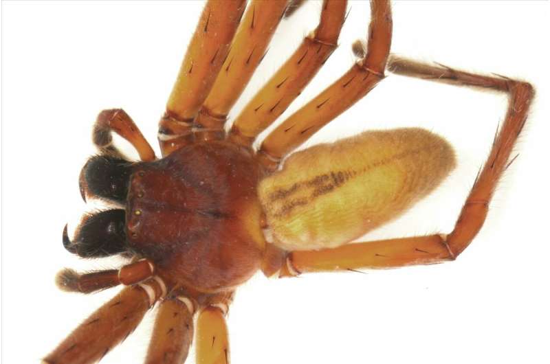 A new species of huntsman spider described