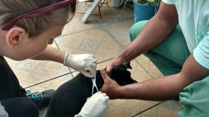 Electronic nose to sniff dogs for deadly tropical disease in Brazil