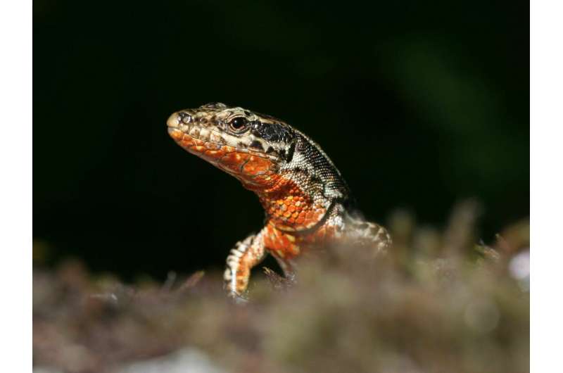 Two genes explain variation in color and behavior in the wall lizard