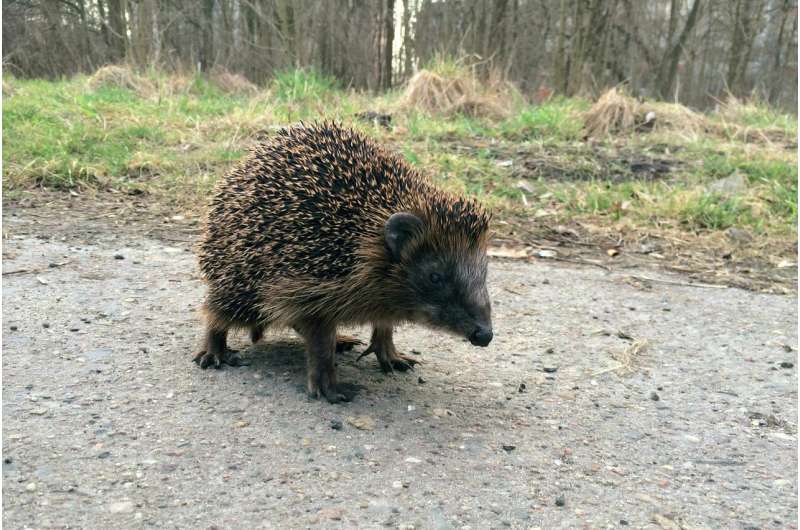 Scientists provide first evidence of diphtheria-like infectious agent in hedgehogs