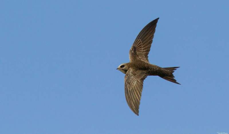 Swifts are born to eat and sleep in the air