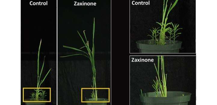 Metabolite stimulates a crop while suppressing a weed