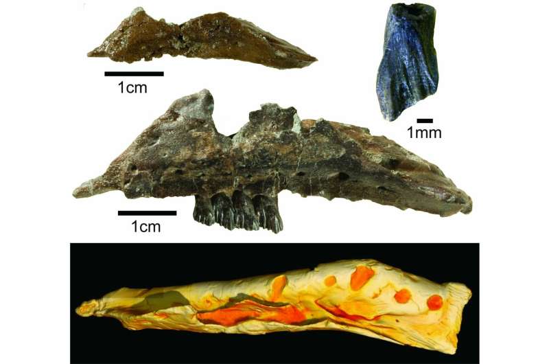 New wallaby-sized dinosaur from the ancient Australian-Antarctic rift valley