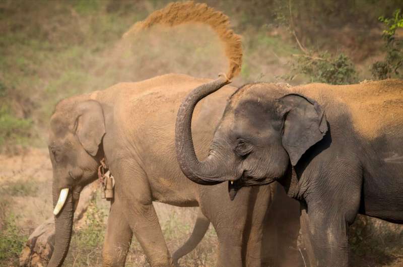 Sex differences in personality traits in Asian elephants