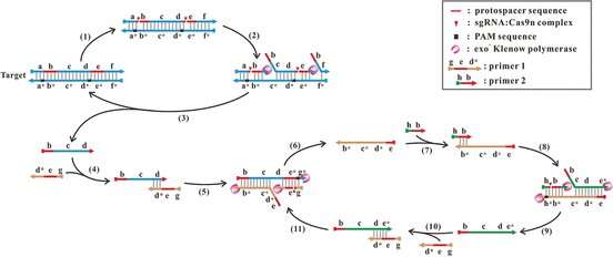 Copying made easy: A universal isothermal DNA amplification method