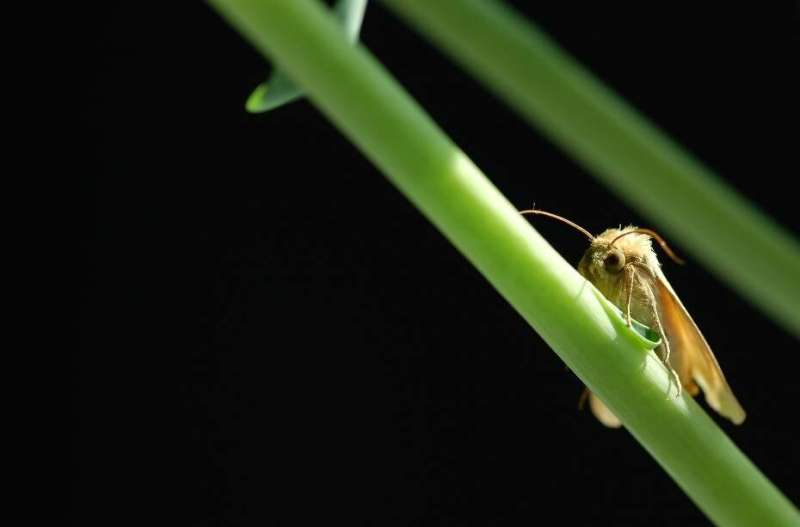 Minor genetic change creates unattractive female moths