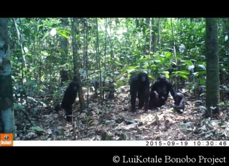 Scientists left camera traps to record wild apes -- watch what happens