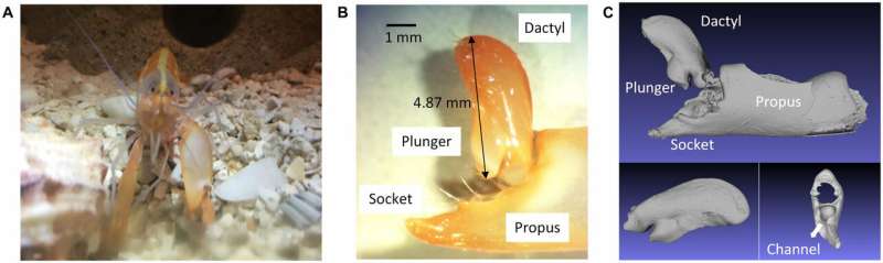 Engineers copy snapping shrimp to produce underwater plasma