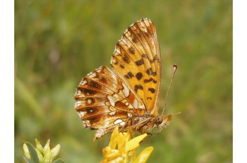 Butterfly numbers down by two-thirds—scientists call for a change in agricultural approaches