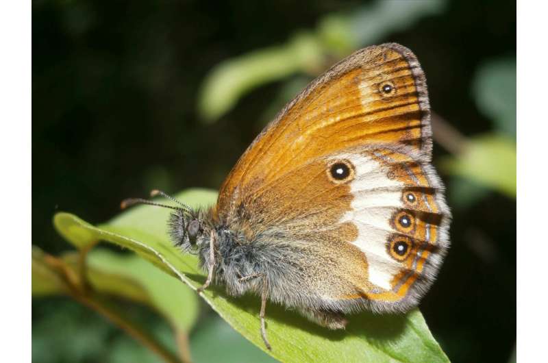 Butterfly numbers down by two-thirds—scientists call for a change in agricultural approaches