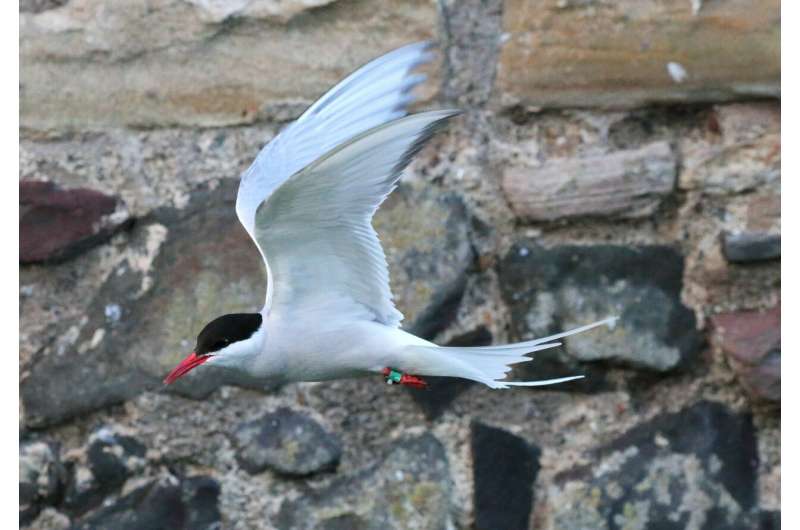 Overland migration of Arctic Terns revealed