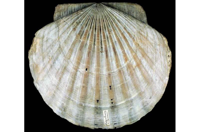 Bivalves reveal big picture of climate change