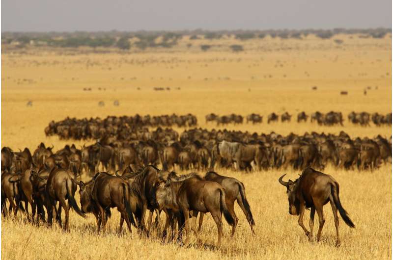 The Serengeti-Mara squeeze -- One of the world's most iconic ecosystems under pressure