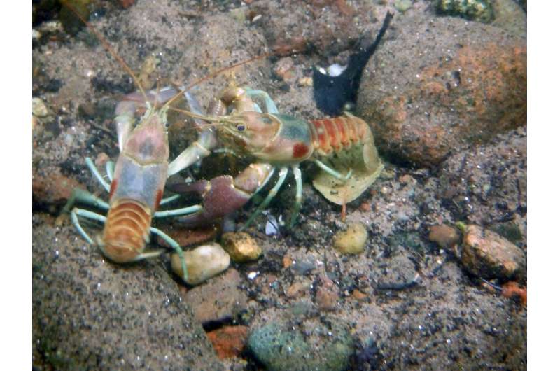 Invasive crayfish sabotages its own success, study says
