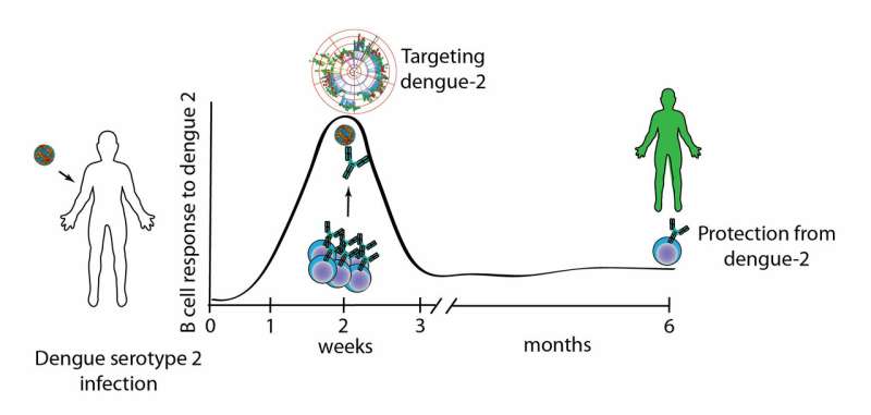 Dissecting dengue: Innovative model sheds light on confounding immune response