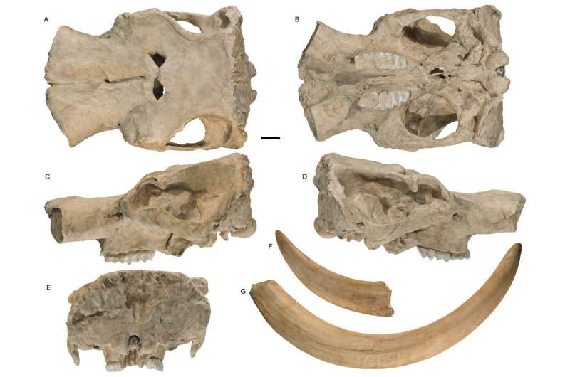 **New species of mastodon discovered in California